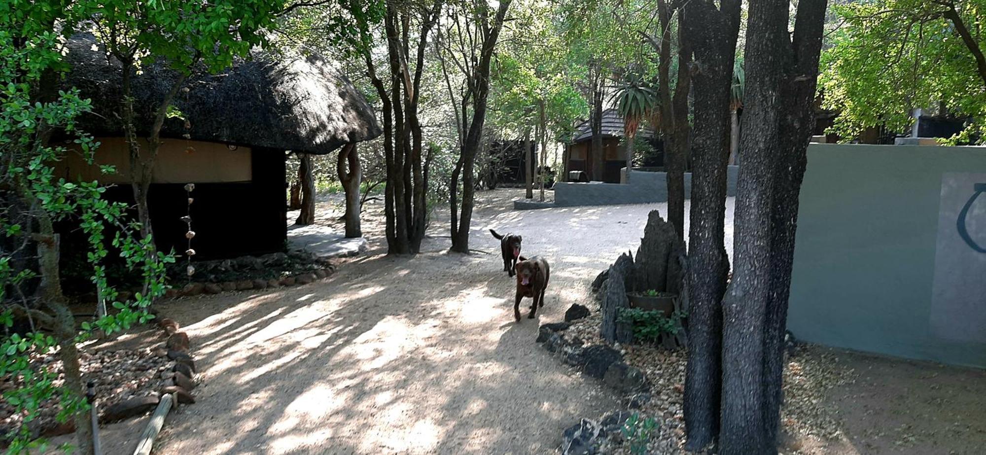 Off Beat Safaris Bush Lodge フッドスプルイト エクステリア 写真